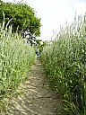 umgebung_kornfeld.jpg: 384x512, 82k (15.04.2013 14:46 Uhr)